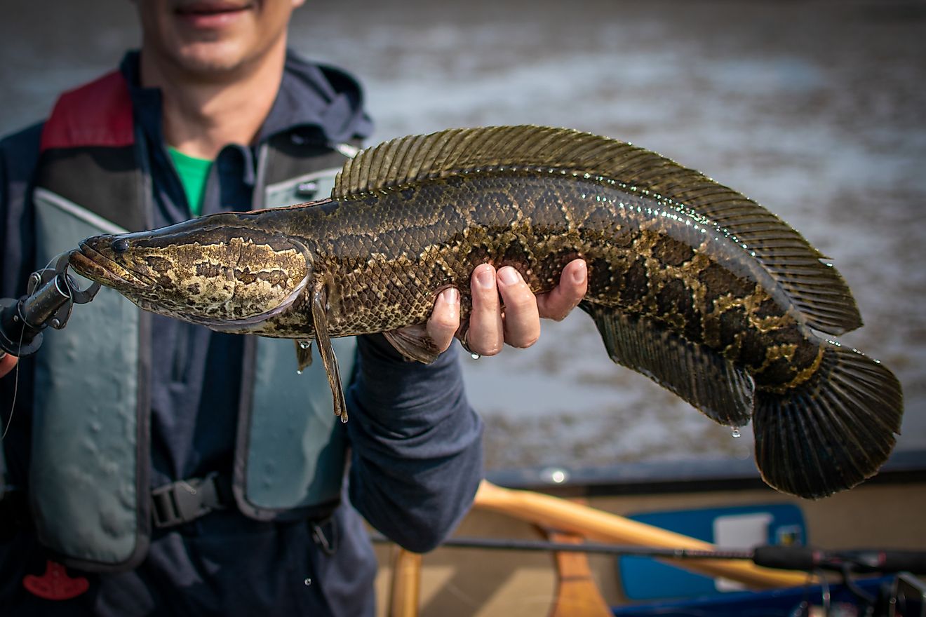 Northern Snakehead (Channa Argus)