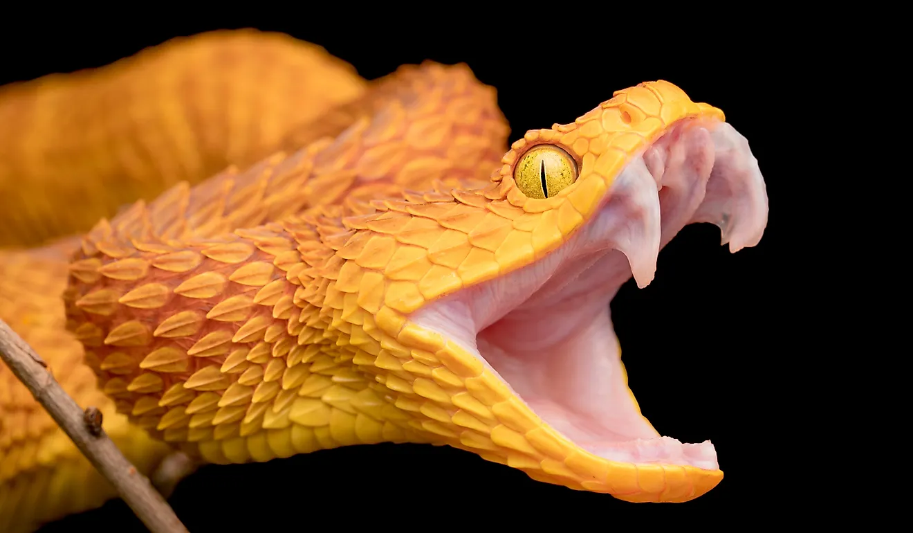 The fangs of a venomous bush viper snake.