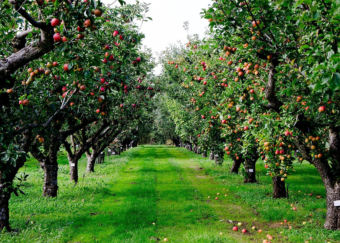 Rows of apple trees. 