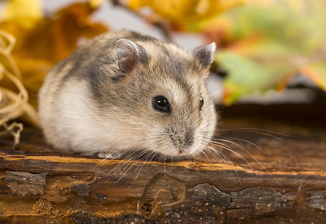 A "hamster" is an example of an animal whose name begins with H. 