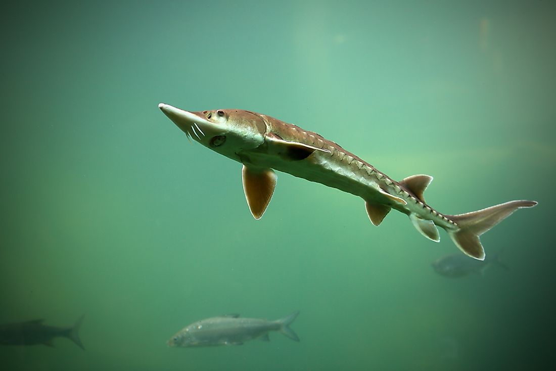 Sturgeon is the oldest of the bony fish family having evolved 200 million years ago.