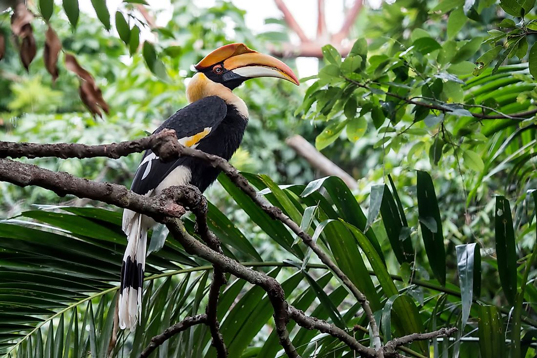 The hornbill species of birds are known to survive on fruits and insects.