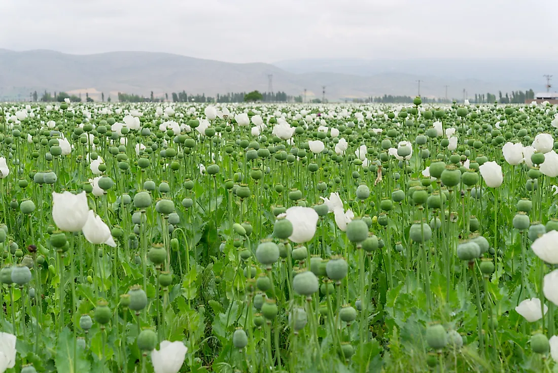 Poppy field in Afghanistan.