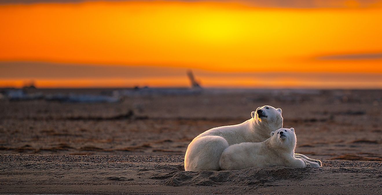 A stunning sunset shot of a mother polar bear lying down with its cub on a sandy ground in Kaktovik, Alaska. Image credit: Morpheus Szeto/Shutterstock.com