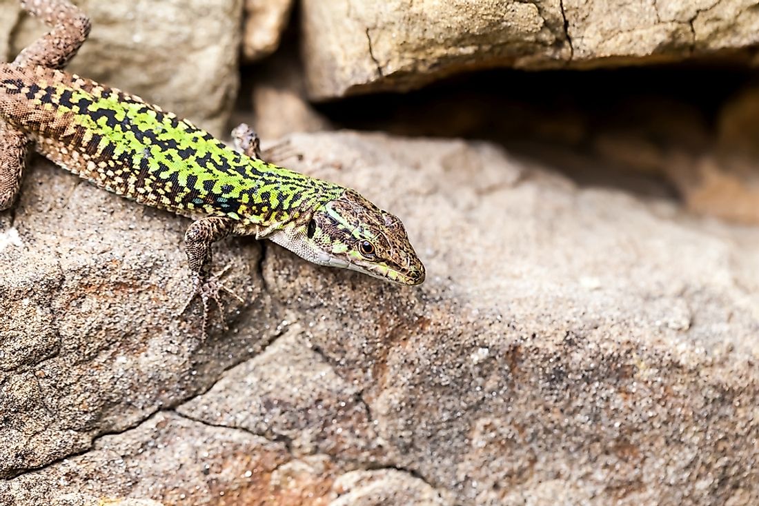The Sicilian wall lizard is found on the Italian island of Sicily. 