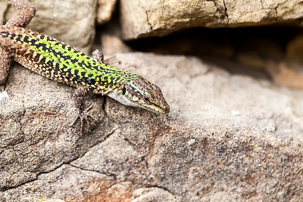 The Sicilian wall lizard is found on the Italian island of Sicily. 