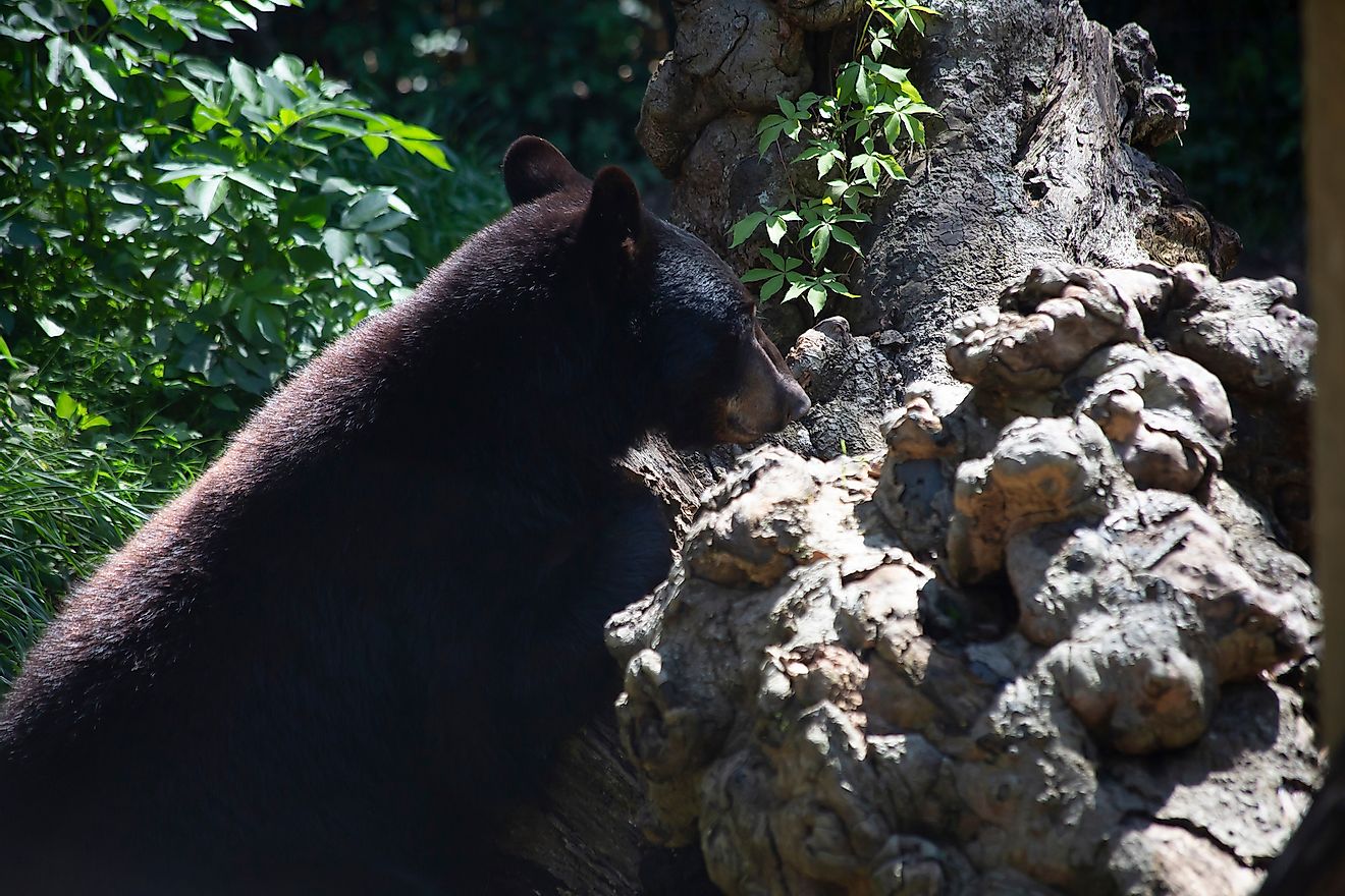 Louisiana black bear searching for insects in a tree. Image credit: Brandy McKnight/Shutterstock.com