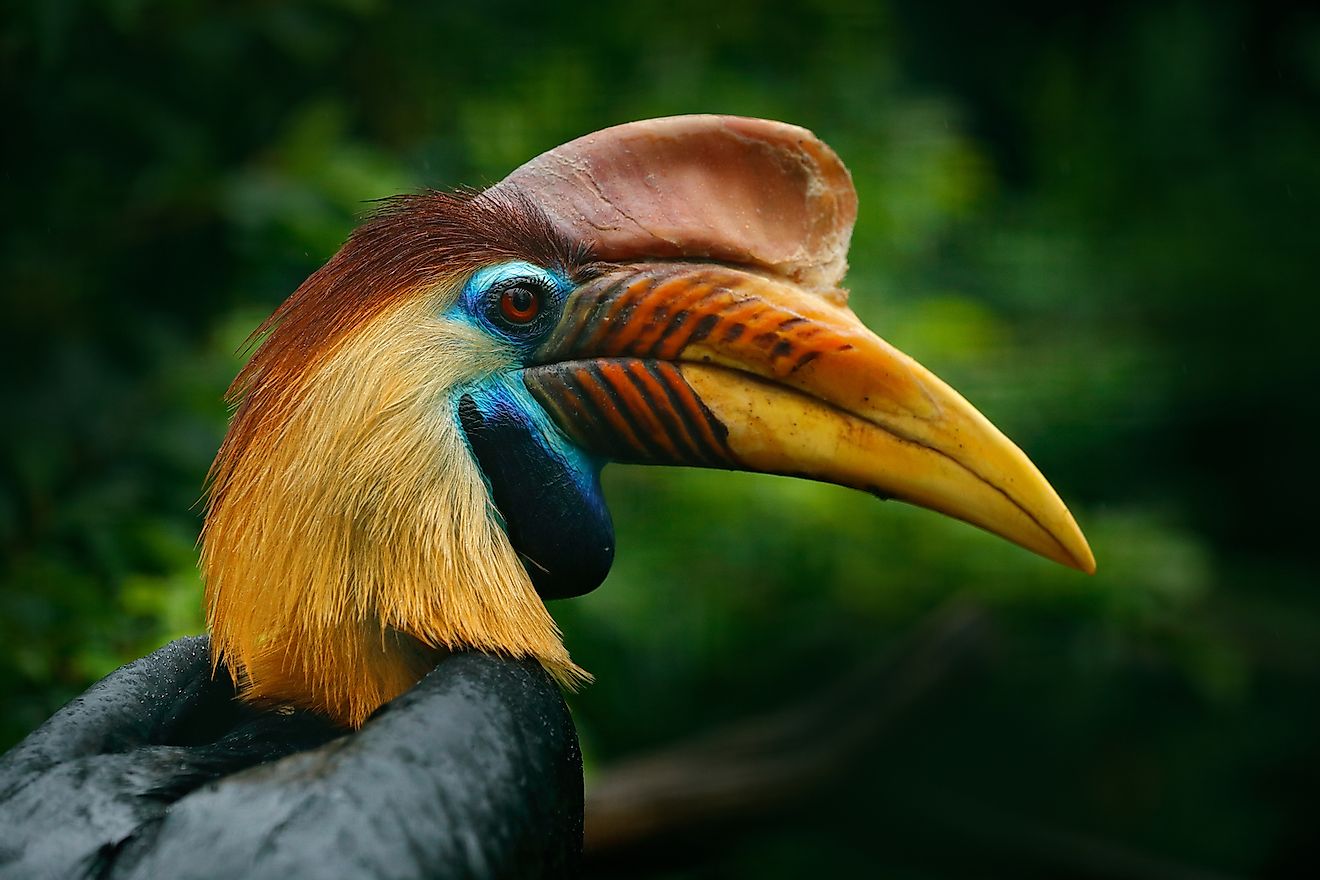 Knobbed Hornbill, Rhyticeros cassidix, from Sulawesi, Indonesia. Image credit: Ondrej Prosicky/Shutterstock.com