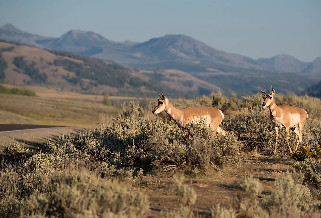 Pronghorn in Lamar Valley, Yellowstone.