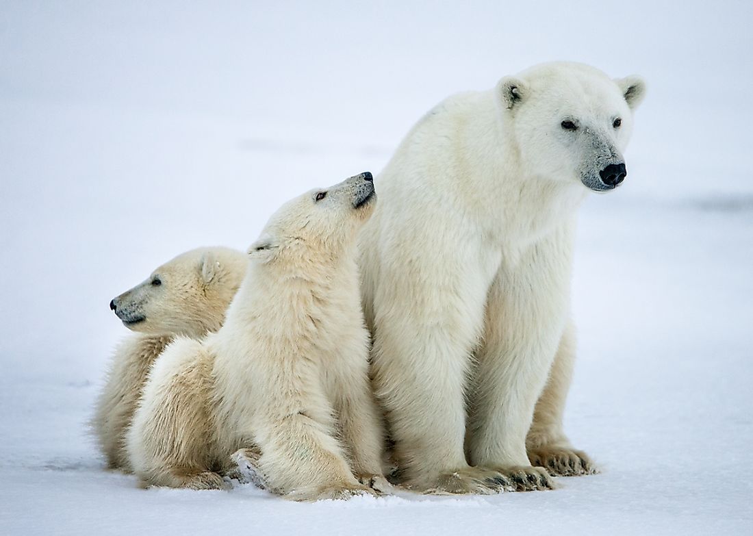 Female polar bear with her cubs in northern Canada. 
