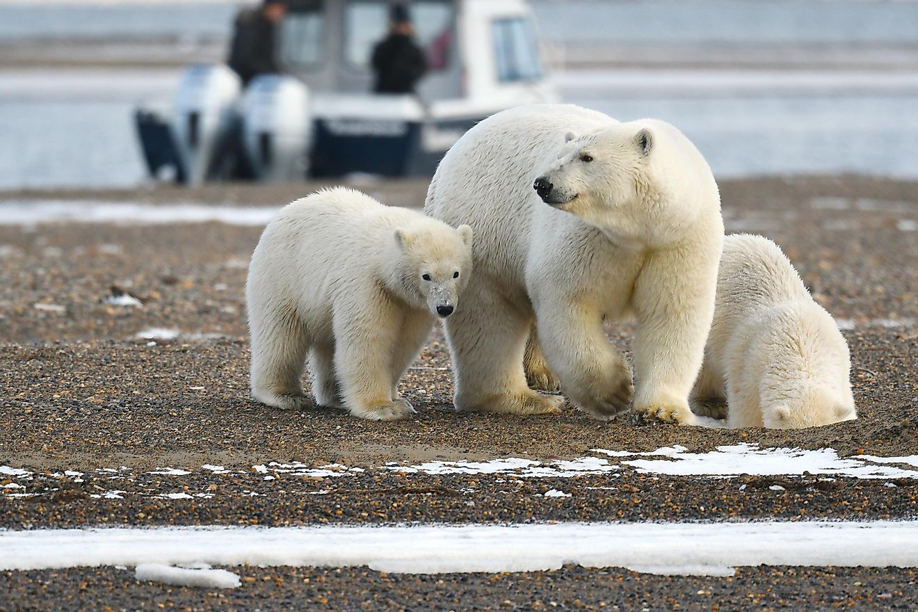 A female polar bear and cubs in Kaktovik.