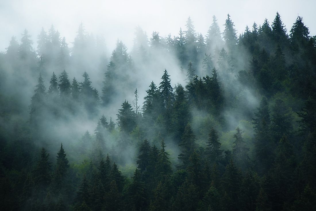 Fog in the forest. 