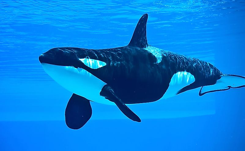 A killer whale, an apex predator in its ecosystem.