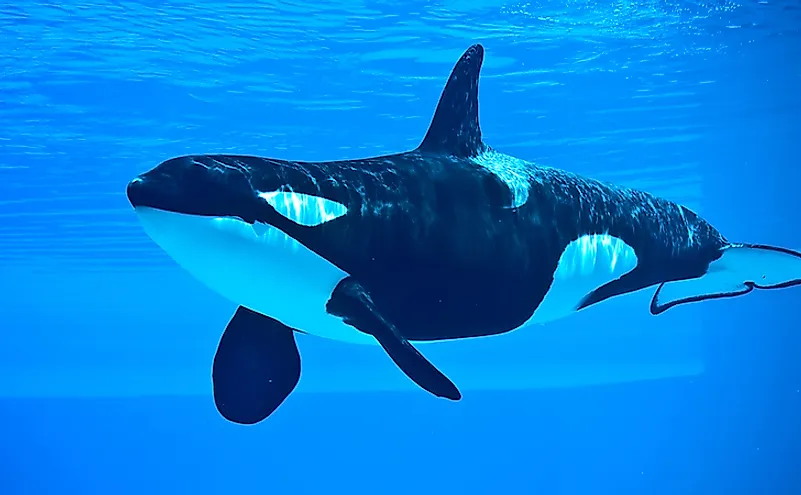 A killer whale, an apex predator in its ecosystem.