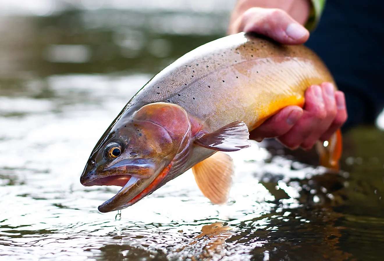 A Yellowstone Cutthroat trout being released into the water, one of the native fish making a come back in these lakes.