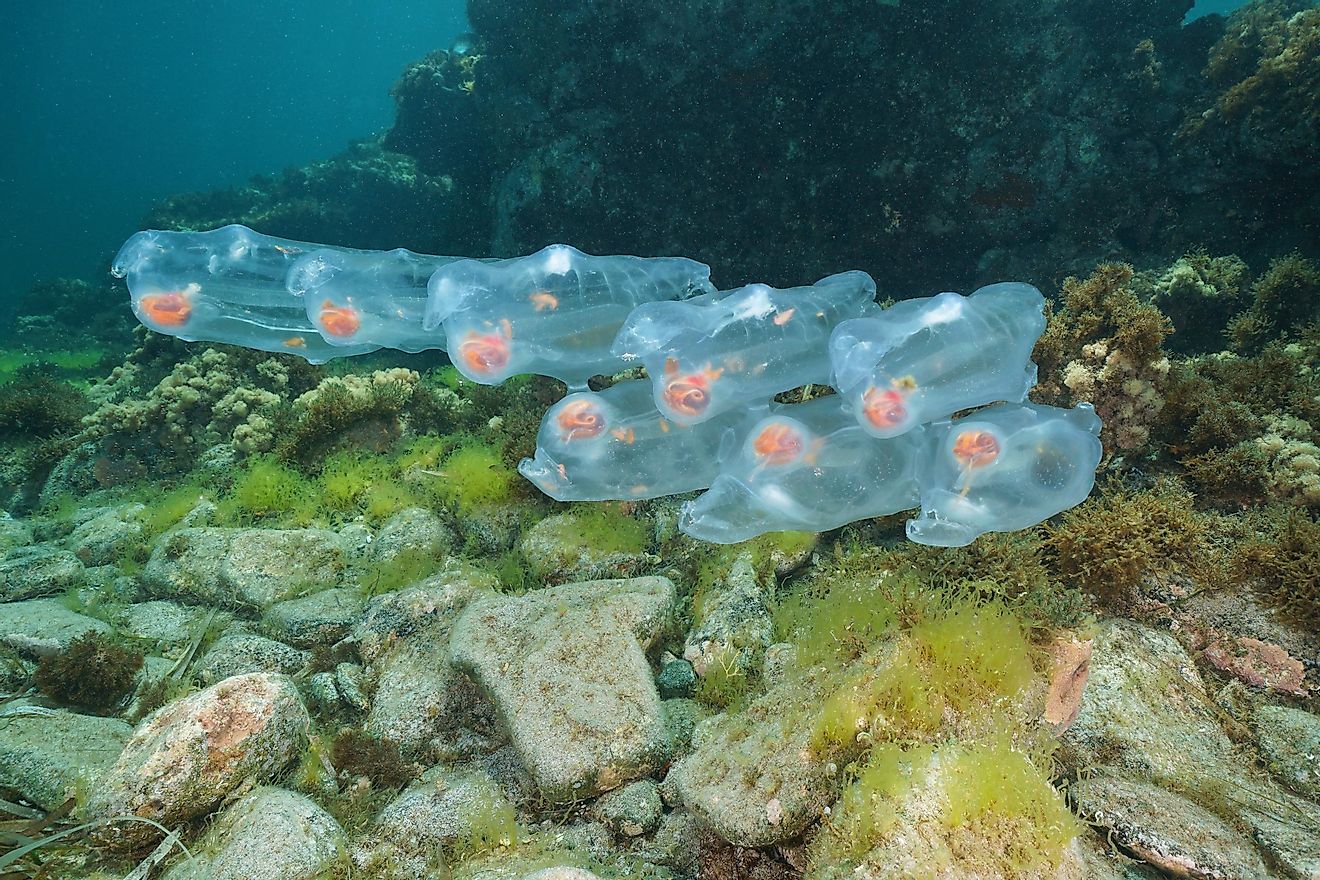 Salps planktonic tunicate underwater in the Mediterranean sea, Cabo de Gata-Níjar natural park, Almeria, Andalusia, Spain. Image credit: Damsea/Shutterstock.com