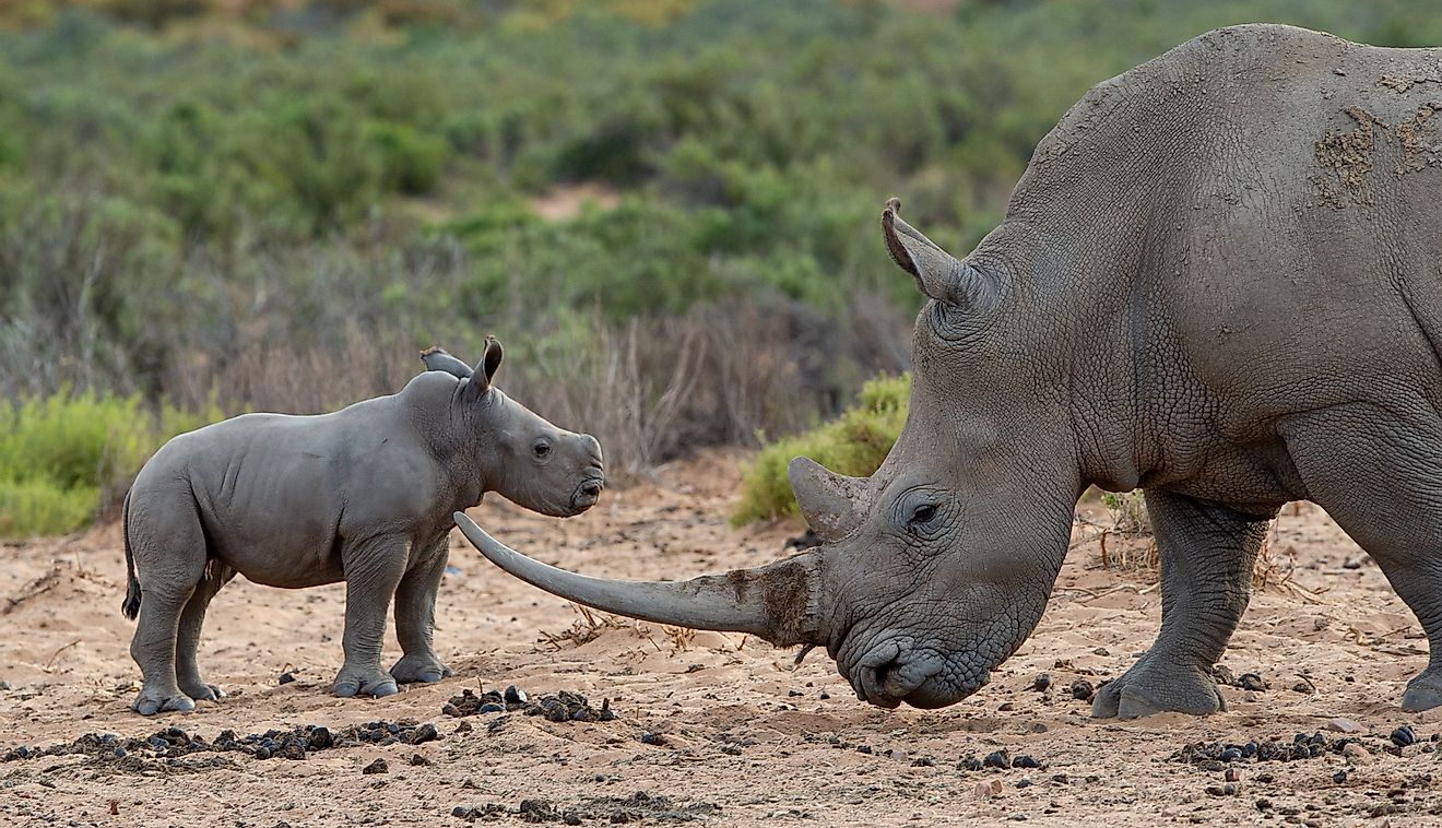 A white rhino calf with its mother in South Africa. Image credit: PrimEye/Shutterstock.com