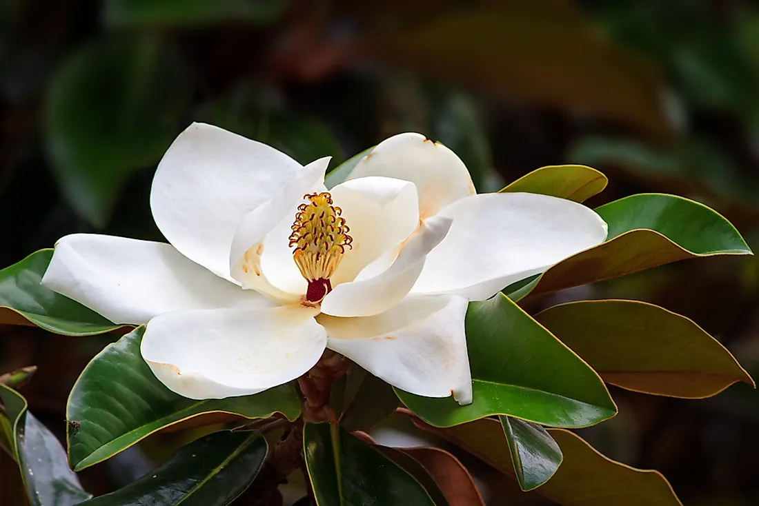 A magnolia, the state flower of Mississippi. 