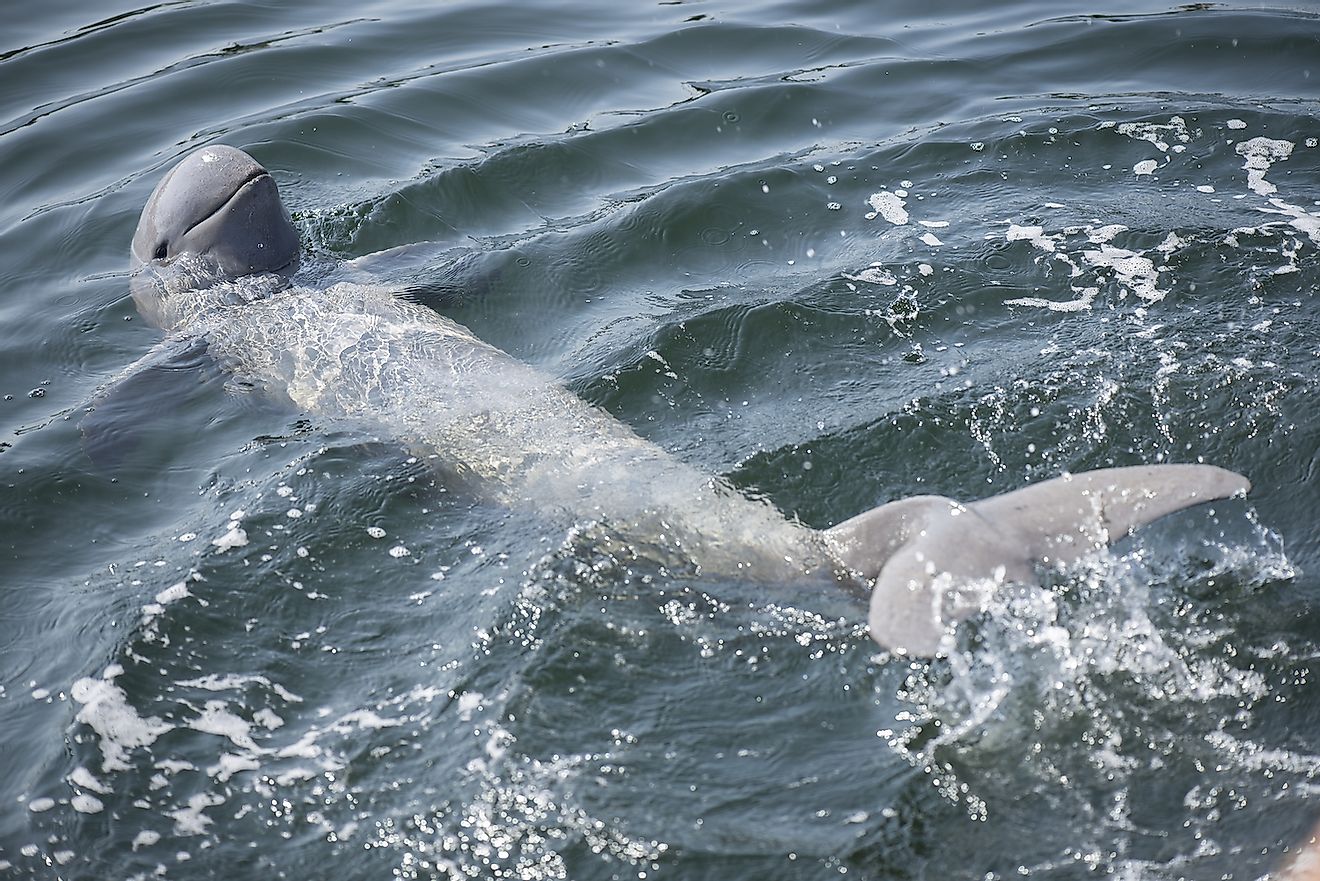 Irrawady dolphin. Image credit: Isuaneye/Shutterstock.com