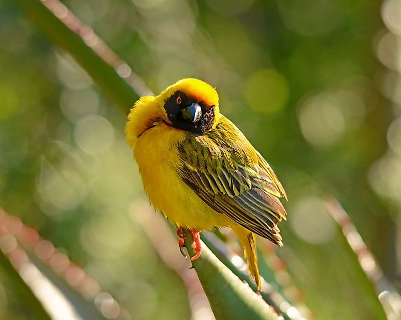 The endangered Clarke's Weaver.