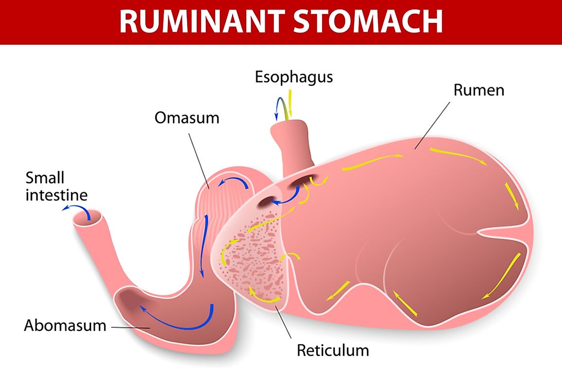 A diagram of the ruminant stomach. 