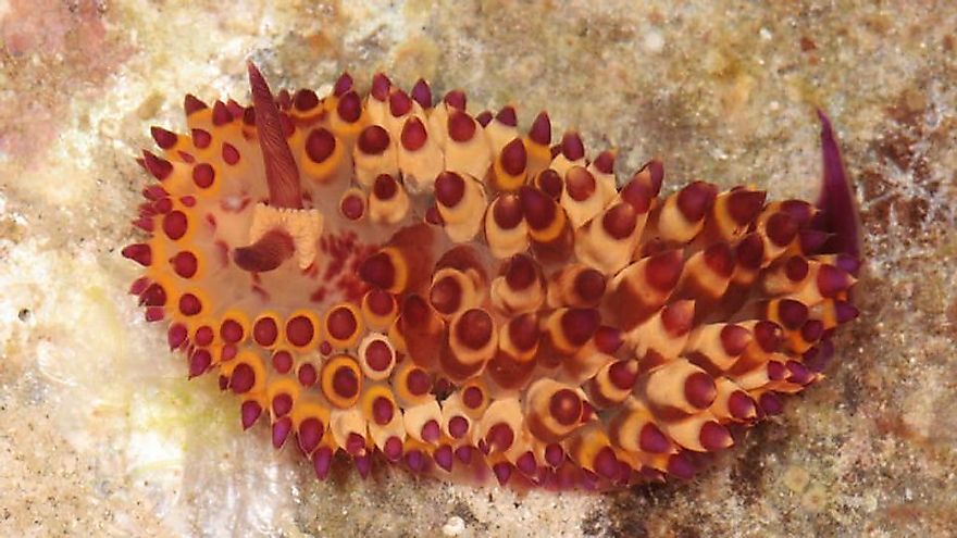 Madrella Amphora. Credit: Terry Gosliner © 2018 California Academy of Sciences