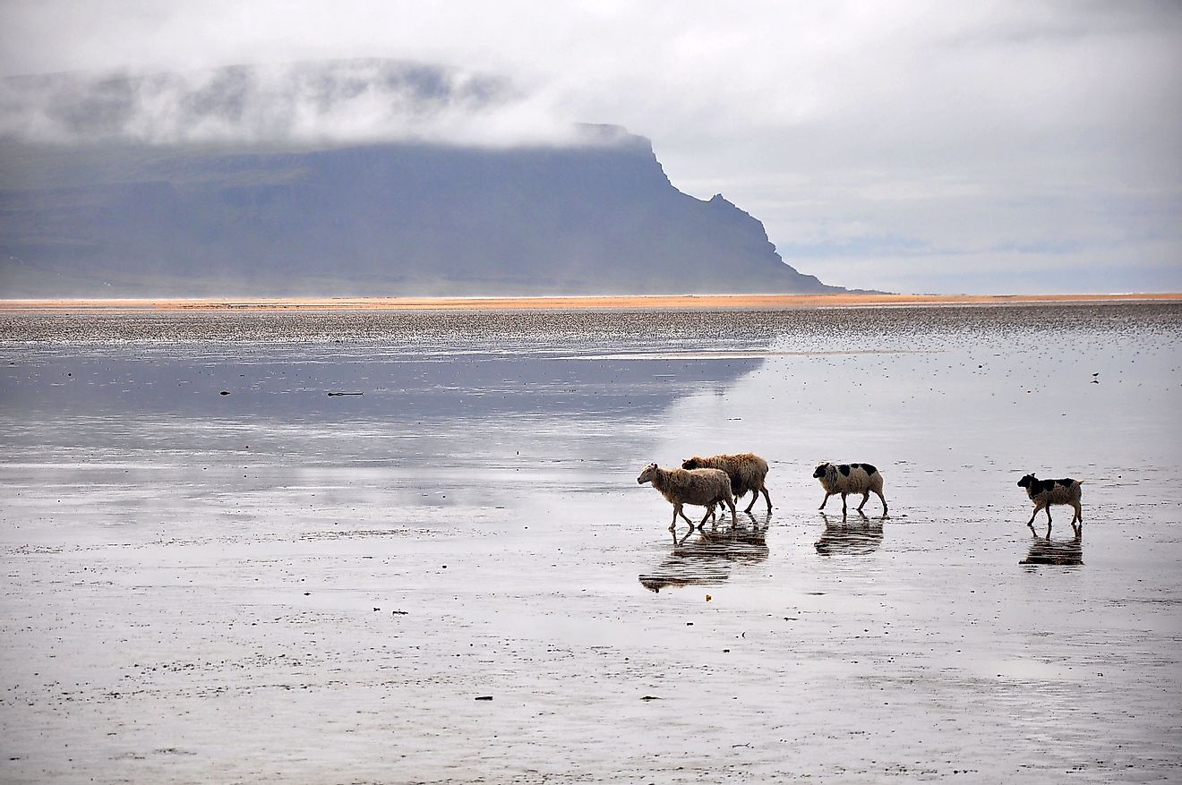 The beautiful Rauðisandur Beach. Image credit: Jennifer Boyer/Flickr.com
