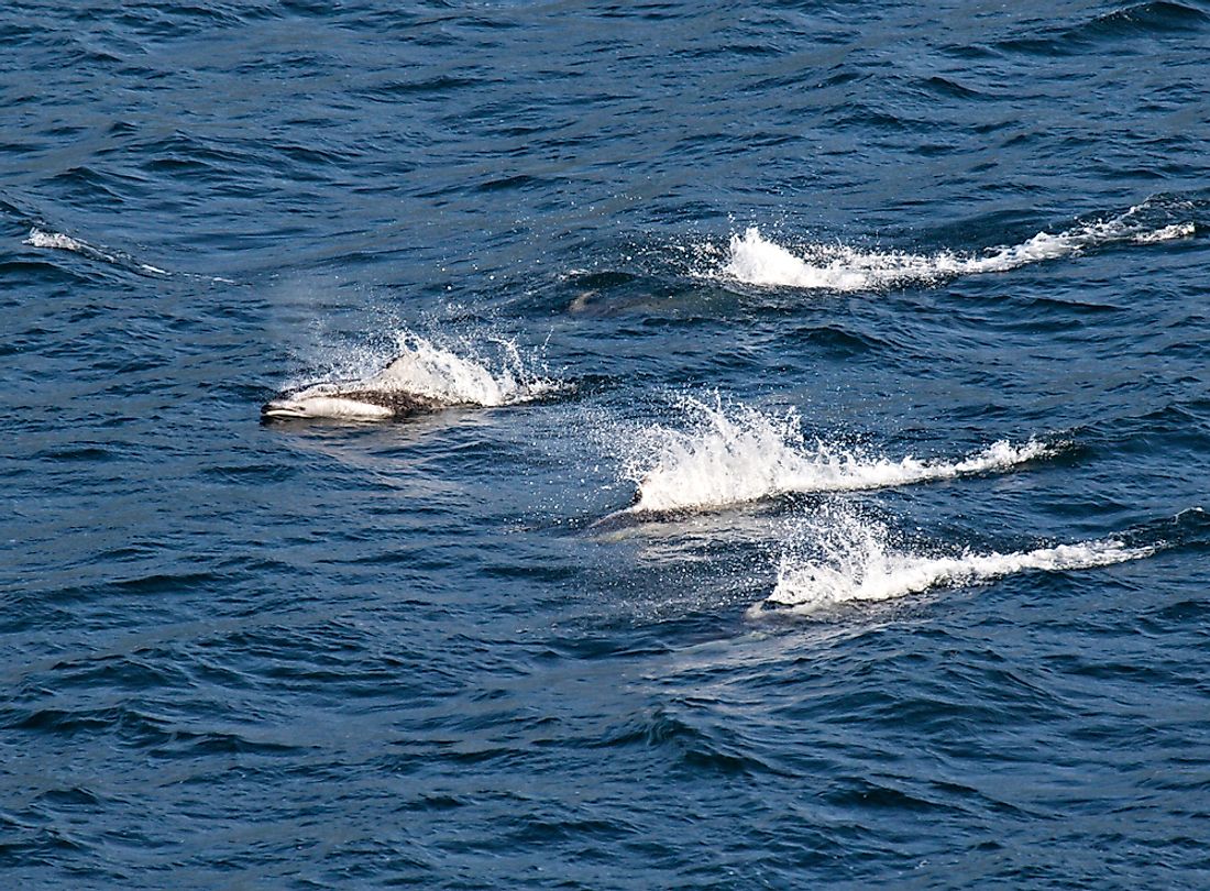 A pod of Dall's porpoises.