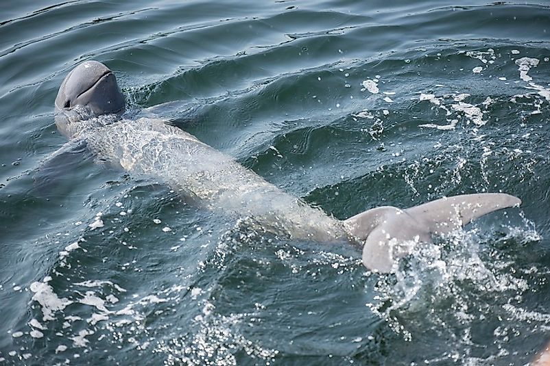 An Irrawady dolphin swims upon its back.