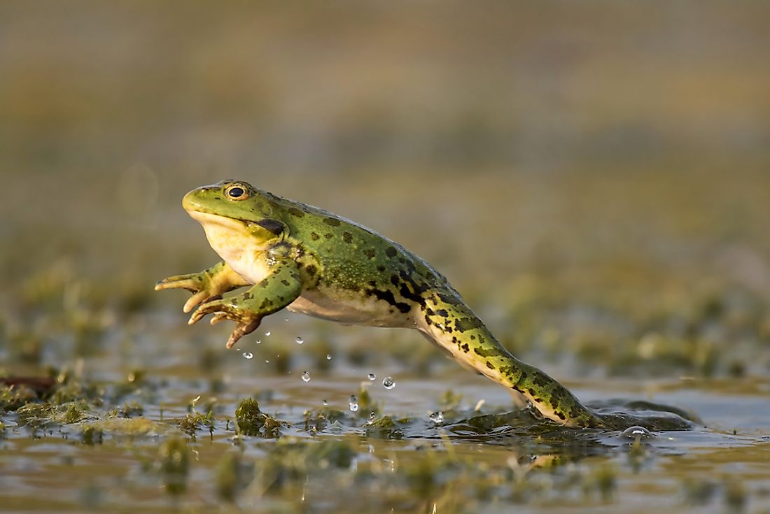 A green frog jumping. 