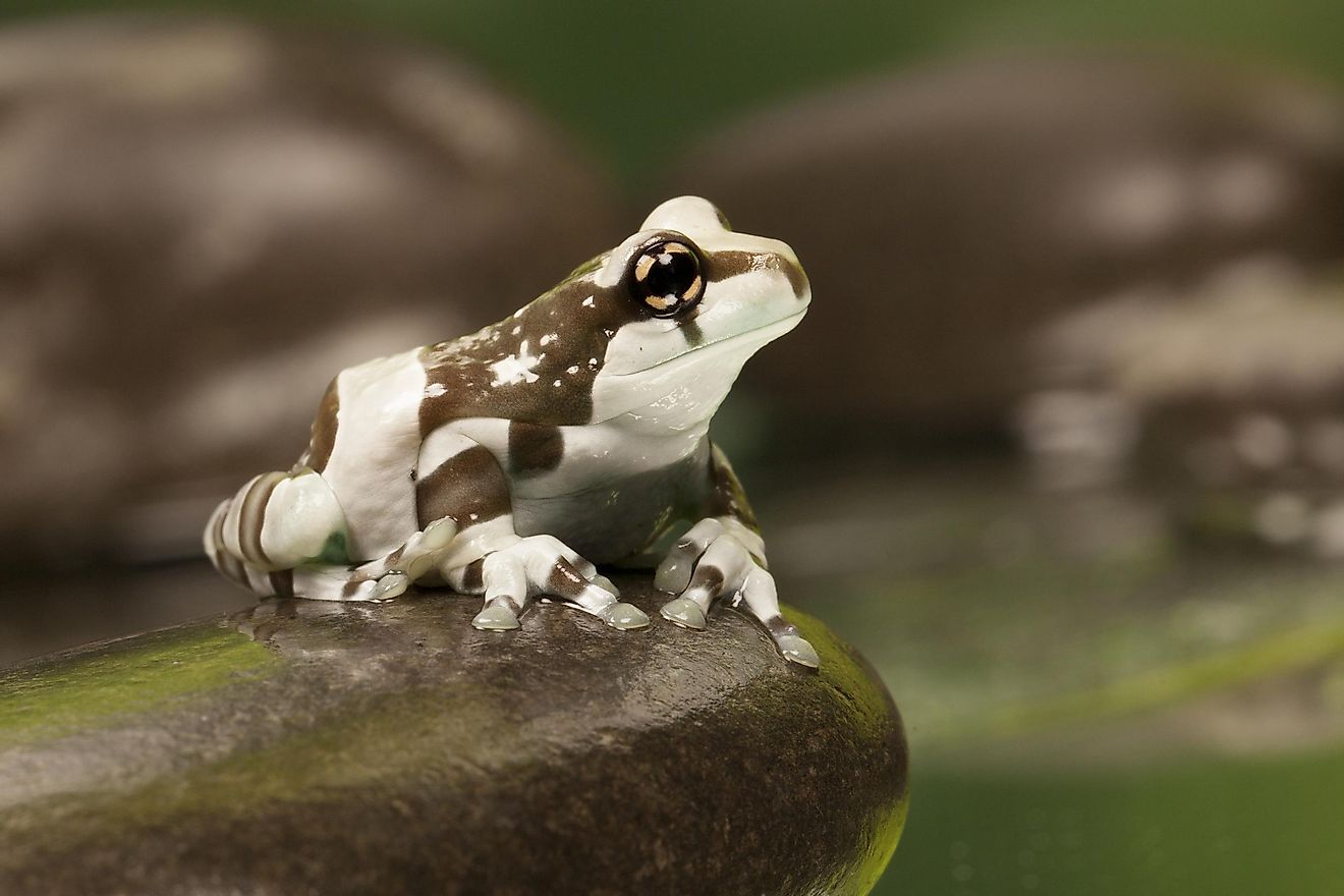 Yeah, Mike is a male specimen of the Amazon milk frog.