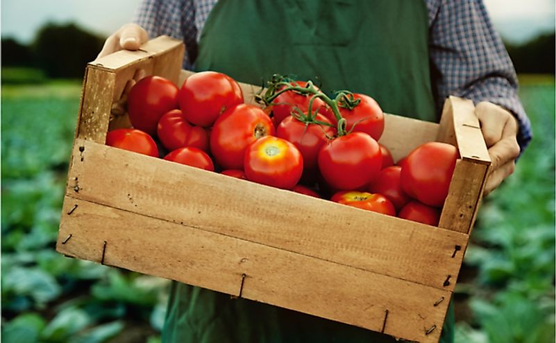 Farmer with fresh gathered tomatoes.