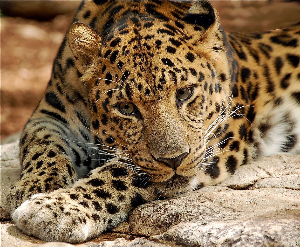 An Amur leopard in Audubon Zoo. Image credit: digitalART/Wikimedia.org