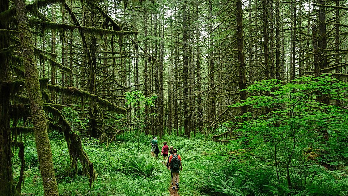 Ecotourists on a rainforest trail.