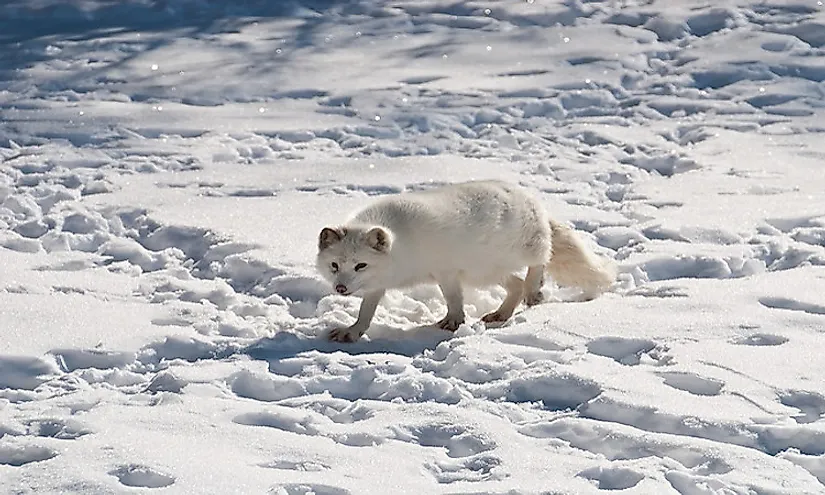 Arctic Fox Facts: Animals of the Arctic - WorldAtlas