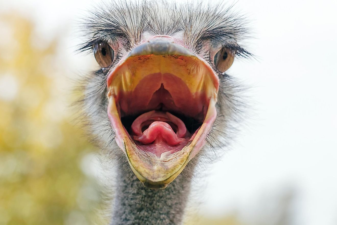 A wild ostrich 