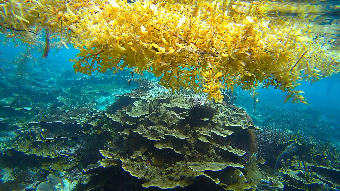 sargassum sea-weed