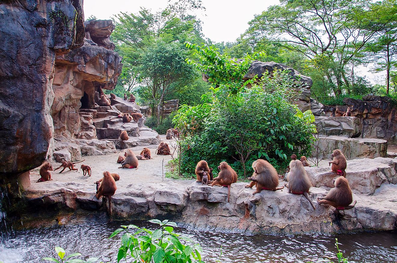 Hamadryad monkeys family are sitting on the stone, Singapore zoo. Image credit: Michael Gancharuk/Shutterstock.com