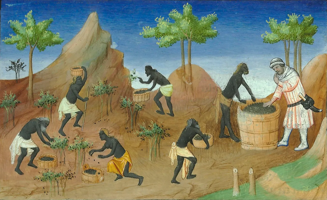 Enslaved people harvesting pepper. Illustration from a French edition of The Travels of Marco Polo. Image credit: Maître de Boucicaut et Maître de Mazarine, Public domain, via Wikimedia Commons.