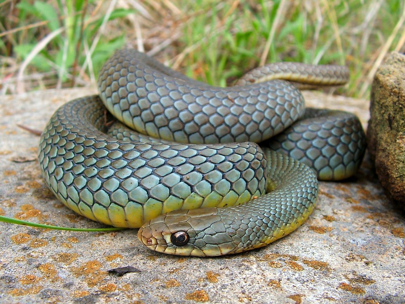 Eastern Yellow-Bellied Racer