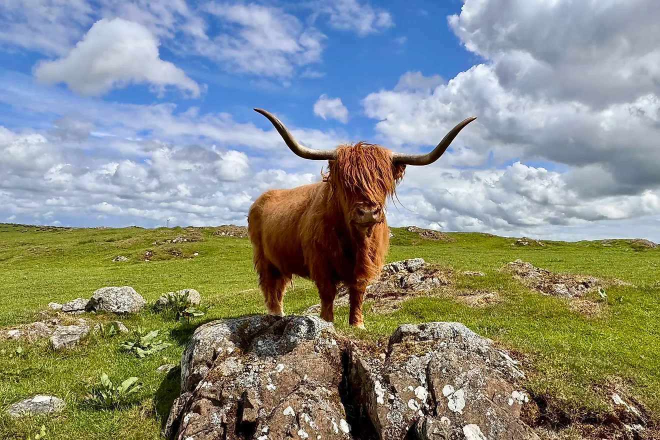 Supermoodle Cairistiona, Highland Cow. Image credit: Bryan Dearsley