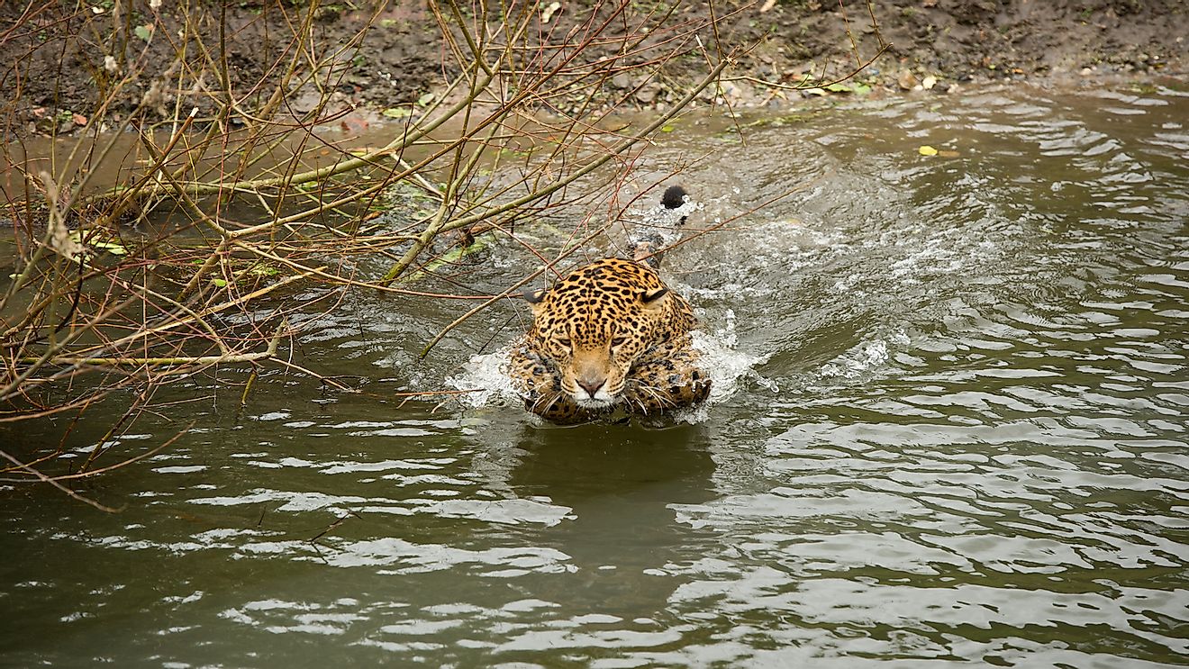 Jaguars are good swimmers, a trait that helps them swim in the sea as well.