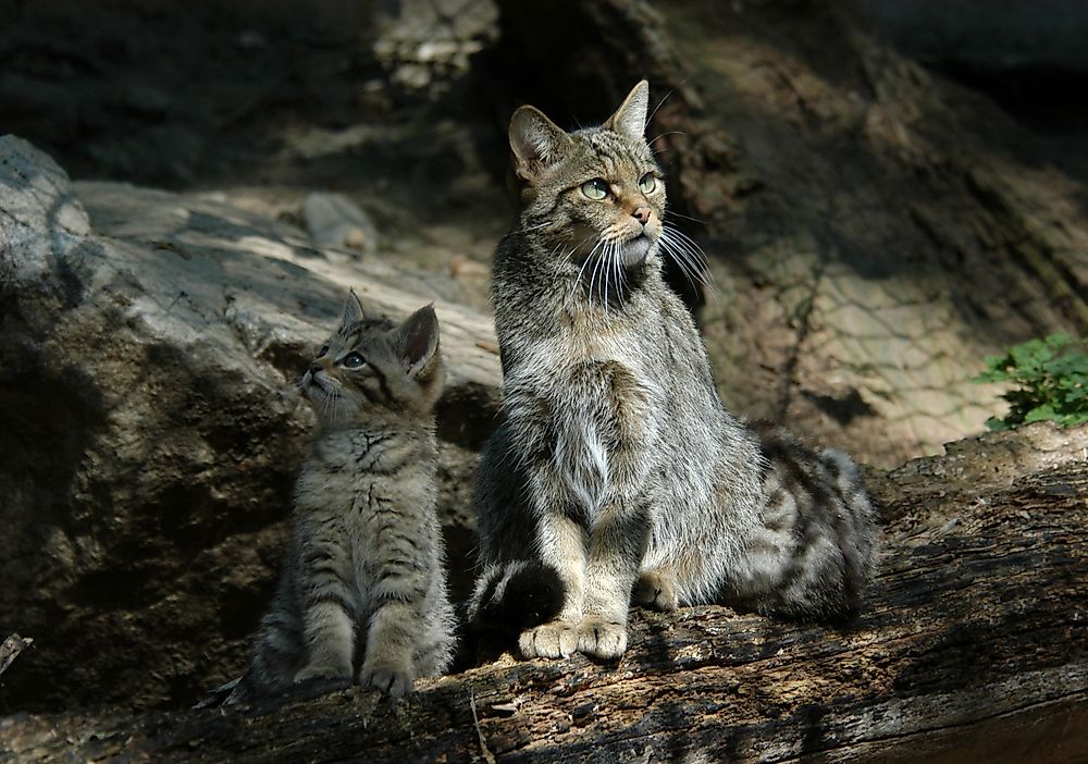 european wildcat