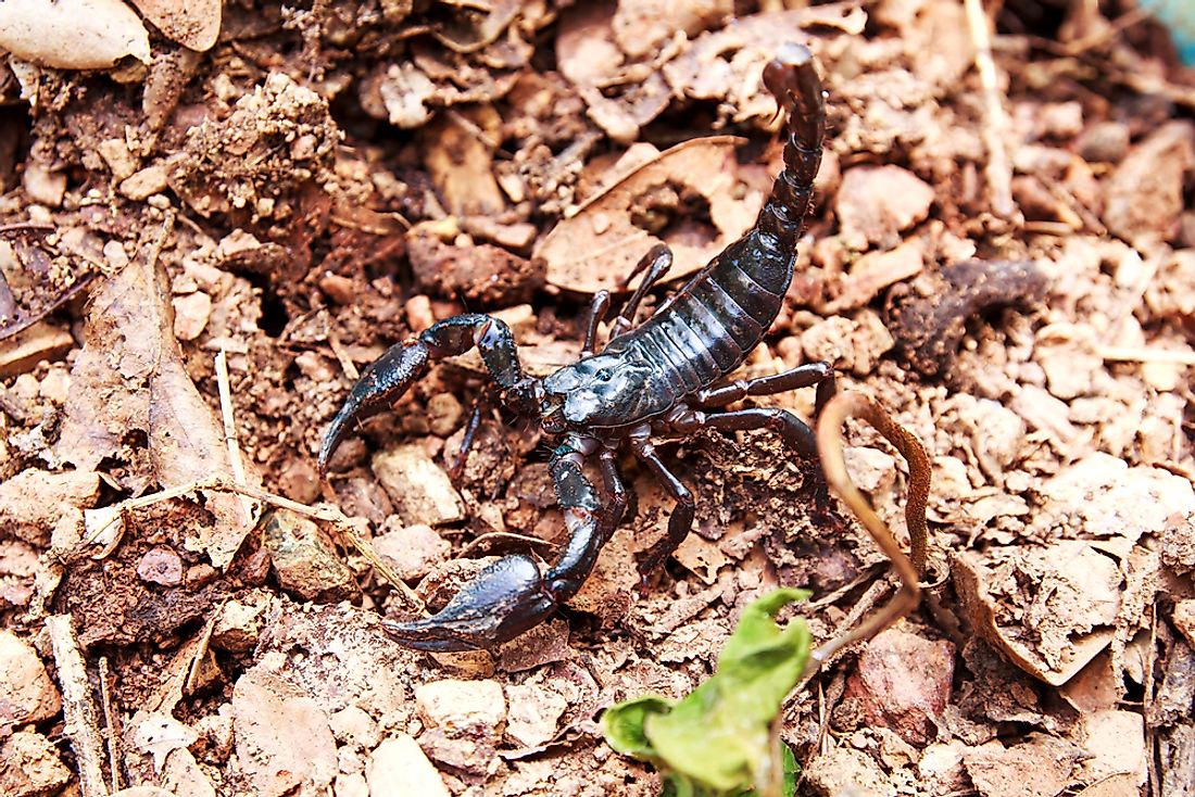 An asian giant forest scorpion. 