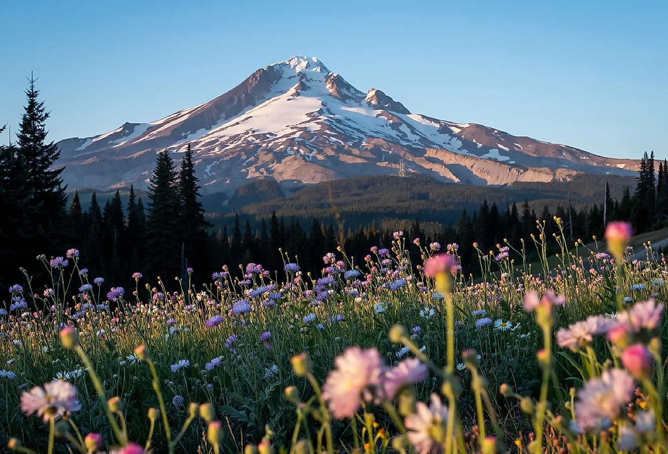 Colorful summer wildflowers with Mount Hood in the background. 