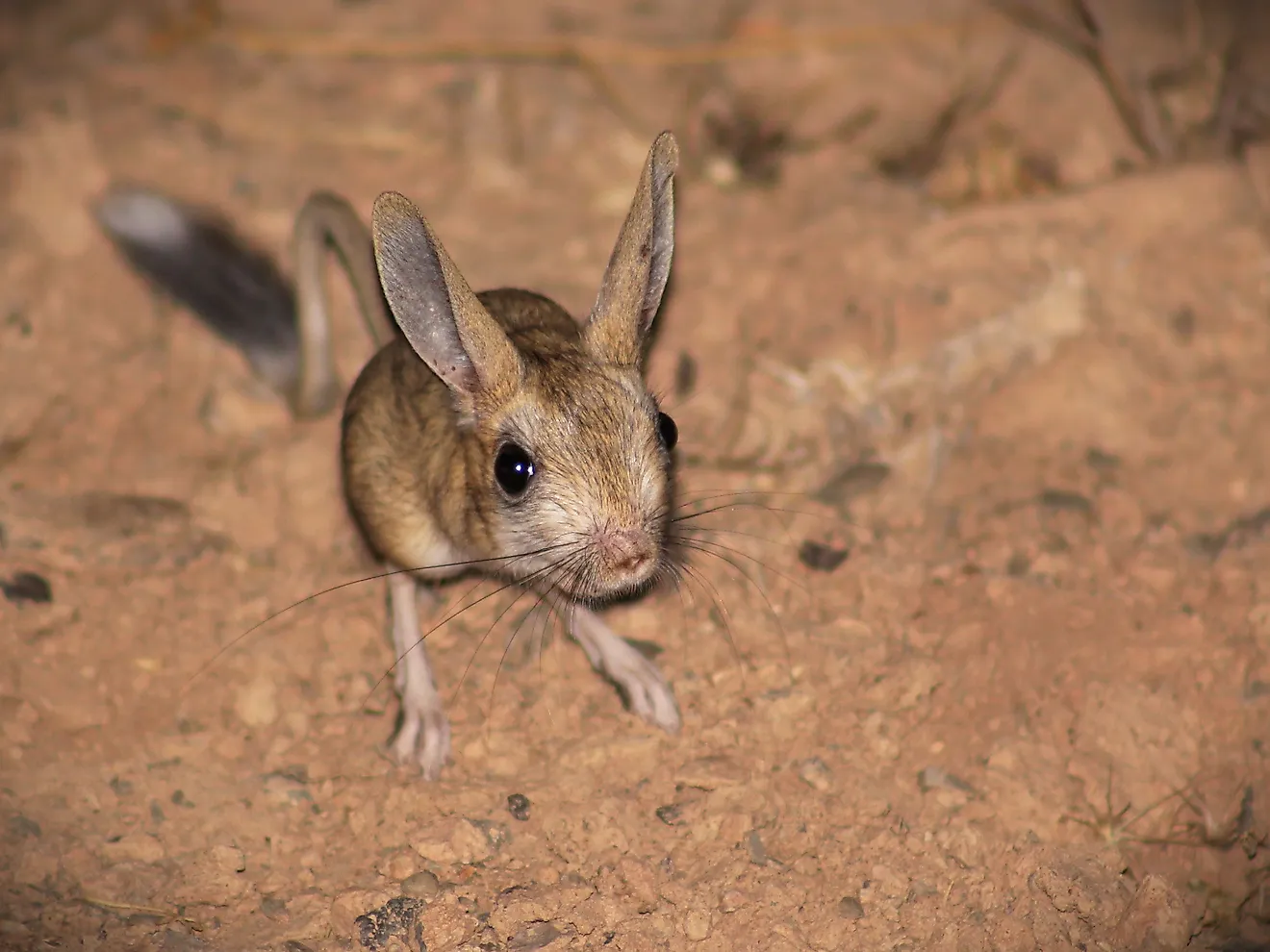 A jerboa. Image credit: Iman.Ebrahimi/Shutterstock.com