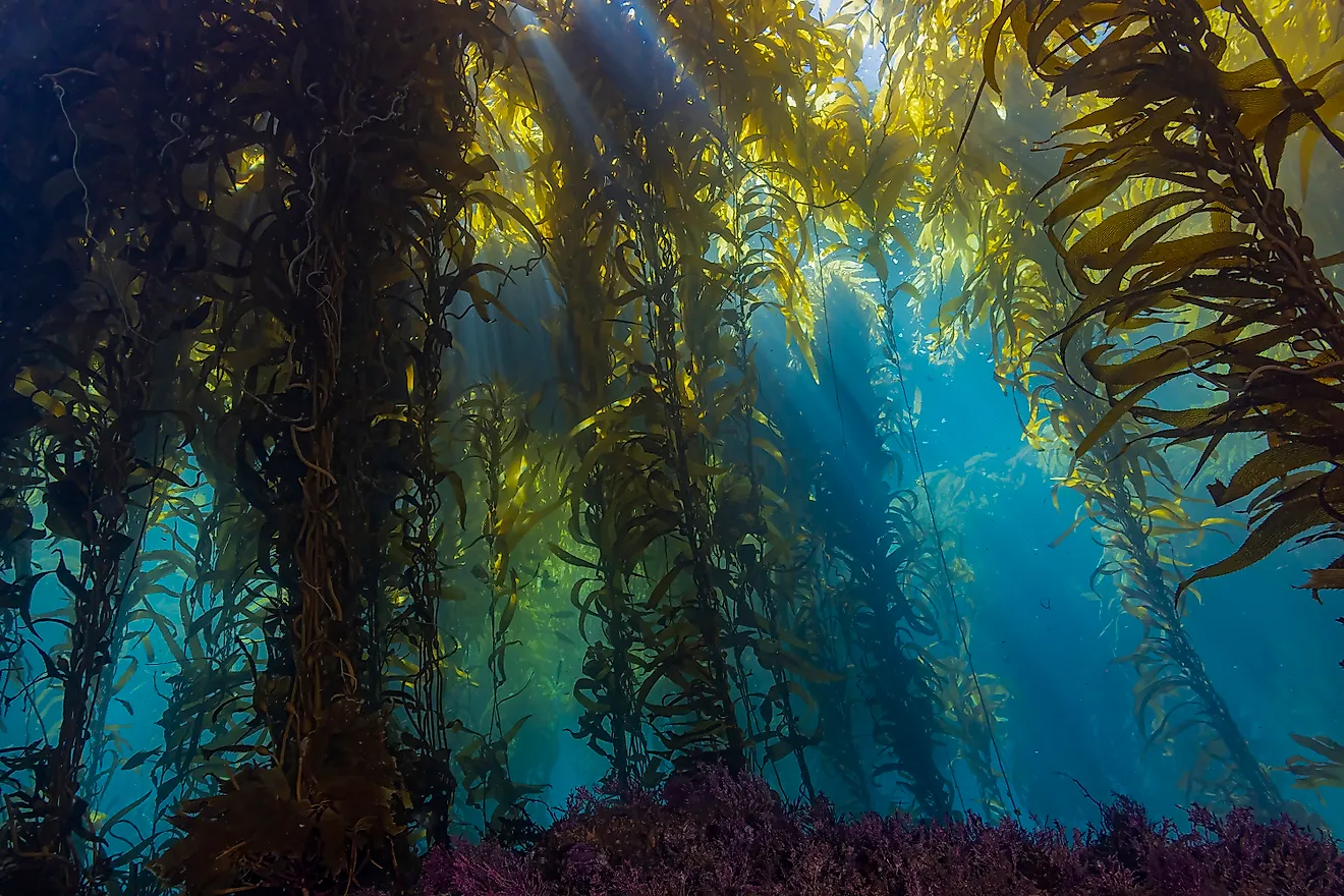 Underwater kelp forests are being threatened as temperatures begin to rise. Credit: Dmitry Demkin/ Shutterstock.com