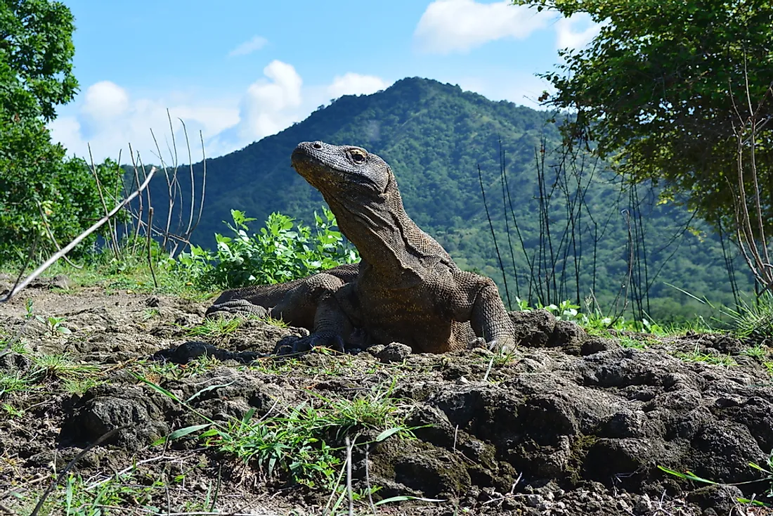 A Komodo dragon in Indonesia. 