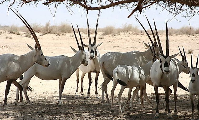 The Arabian oryx is one of the threatened mammals of Saudi Arabia.