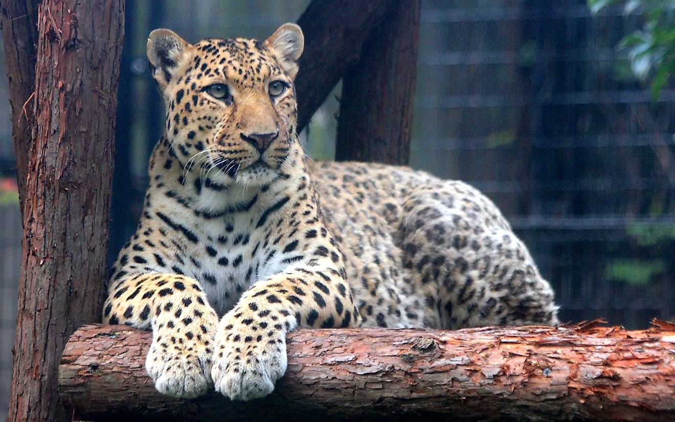 North China leopard
